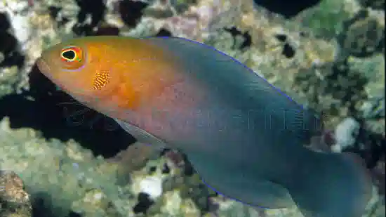 Dilectus Dottyback - South Asia